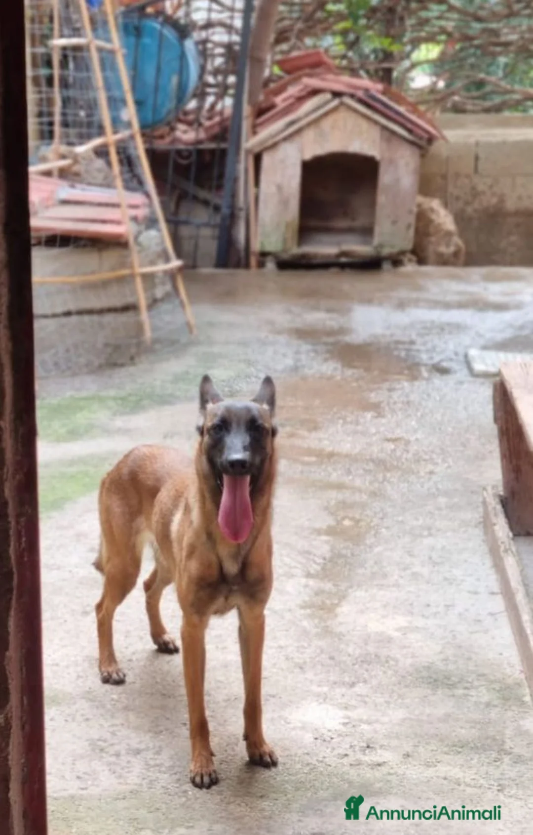 Pastore Belga cani in regalo: Irina - Annuncio 1