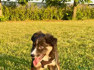 Border Collie cani Border collie pedigree - Annuncio 11