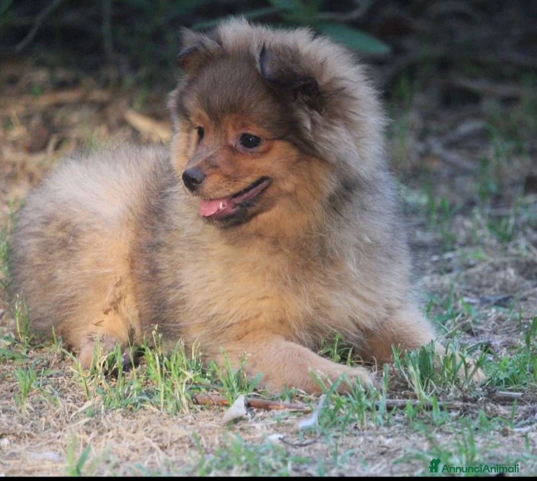 Spitz cani in vendita: Spitz tedesco piccolo volpino  - Annuncio 1