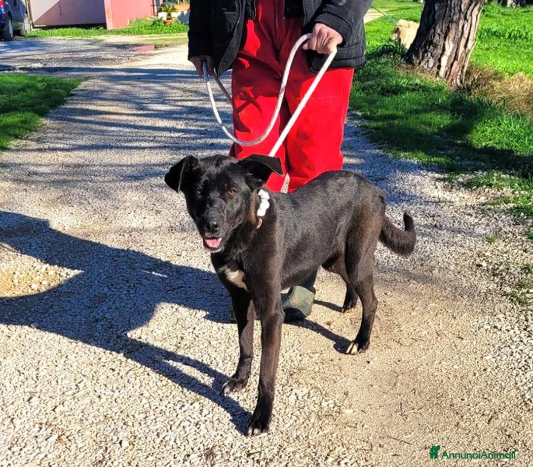 Labrador cani in regalo: Bibbi' la gioia del suo essere ti prende il cuore - Annuncio 9