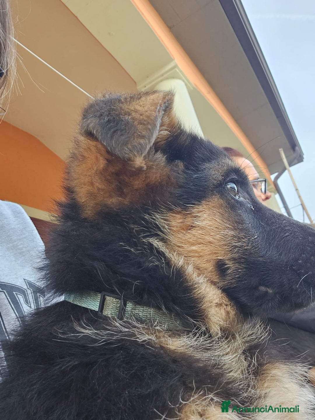 Pastore Tedesco cani in vendita: Cuccioli cercano casa - Annuncio 3