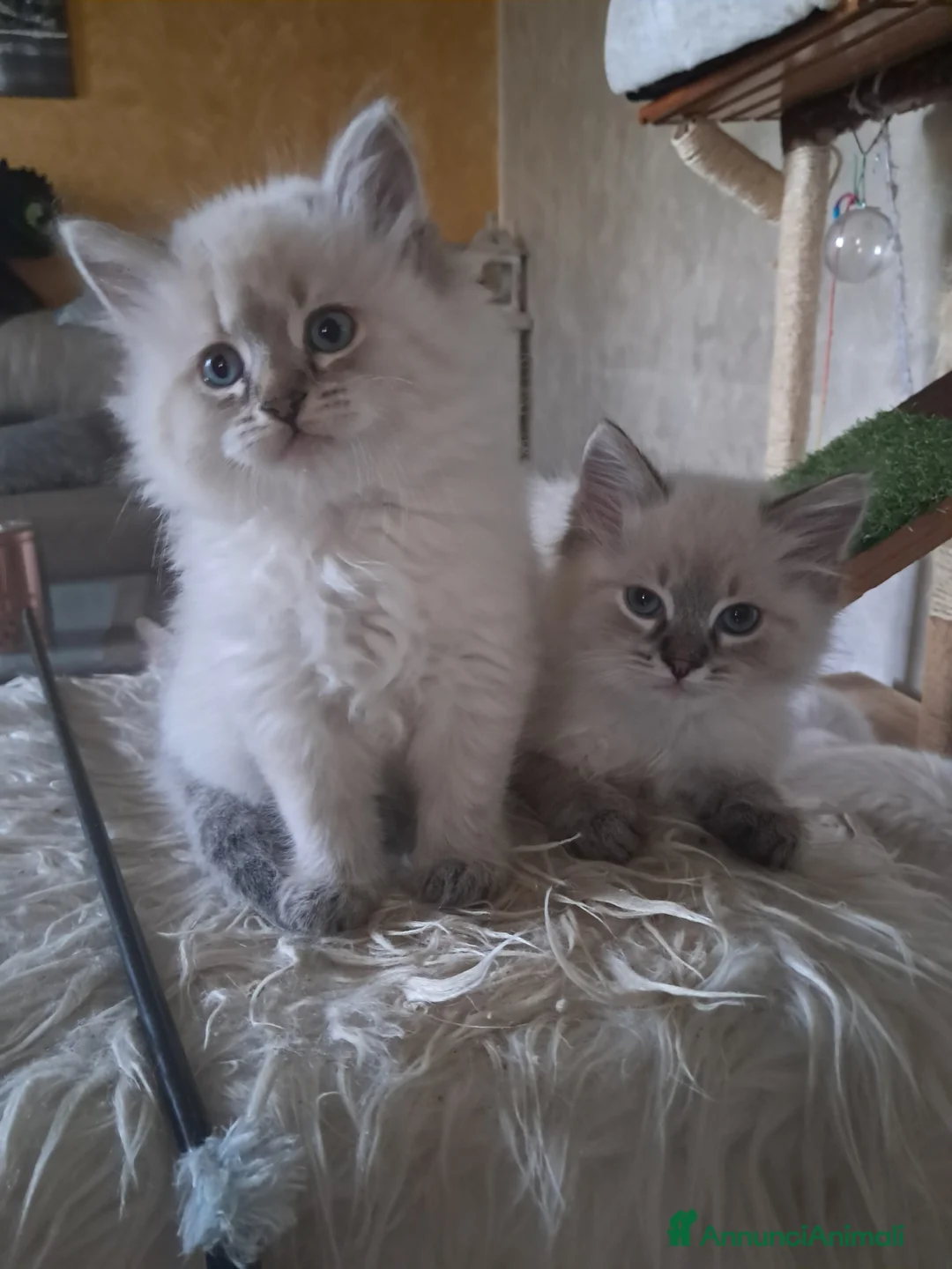 Siberiano gatti in vendita: Cucciola Siberiana neva  - Annuncio 2