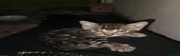 Bengala gatti in vendita: Gattina Bengala con pedigree - Annuncio 9