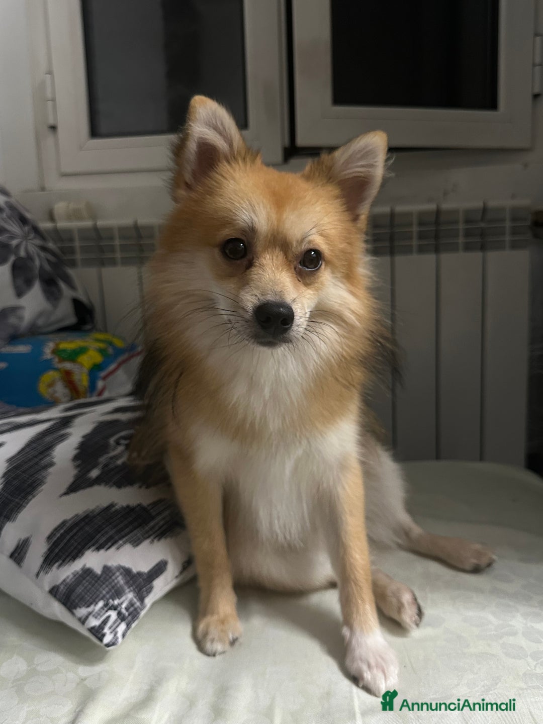 Volpino Pomerania cani per accoppiamento: Maschietto disponibile per monta  - Annuncio 4