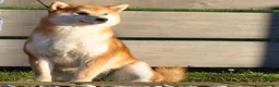 Shiba Inu cani in vendita: Cuccioli SHIBA INU  - Annuncio 21