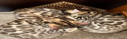 Bengala gatti in vendita: Cucciolo bengala - Annuncio 5