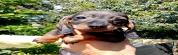 Bassotto cani in vendita: Bassotto pelo corto femmina con pedigree  - Annuncio 9
