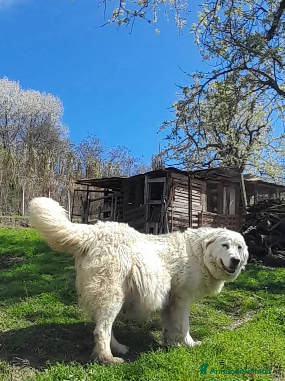 Pastore Abbruzzese Maremmano cani in vendita: cuccioli e cuccioloni di pastore Abruzzese Mar. - Annuncio 2