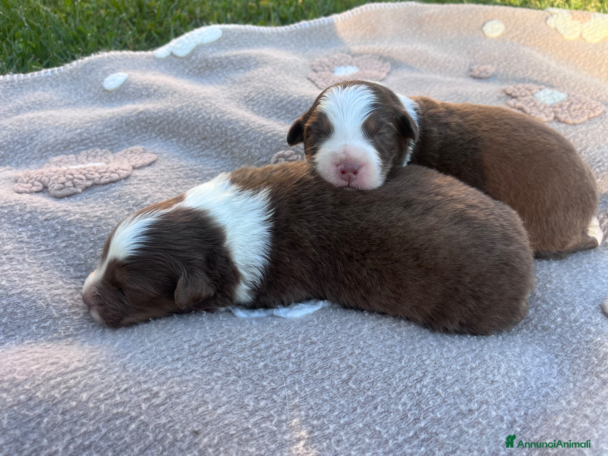 Australian Shepherd cani Cuccioli Australian Shepherd  - Annuncio 2
