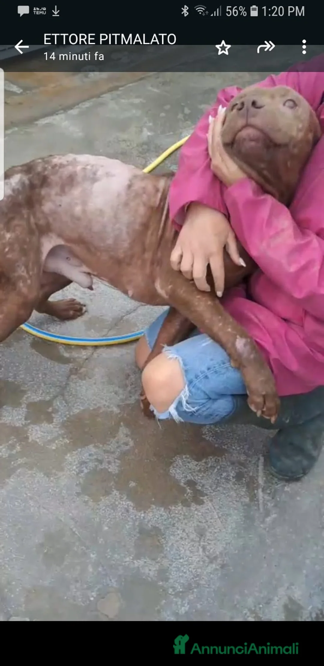 Pitbull cani in regalo: ADOZ.DEL💔cieco x lesh, buono anchese maltrattato! - Annuncio 2