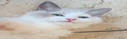 Siberiano gatti in vendita: Disponibili ultimi cuccioli gatti neva masquerade - Annuncio 5