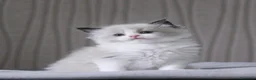 Ragdoll gatti in vendita: Femminucce ragdoll seal bicolore  - Annuncio 5
