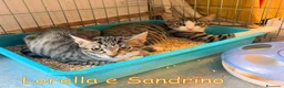 Europeo gatti in regalo: LORELLA E SANDRINO - Annuncio 1