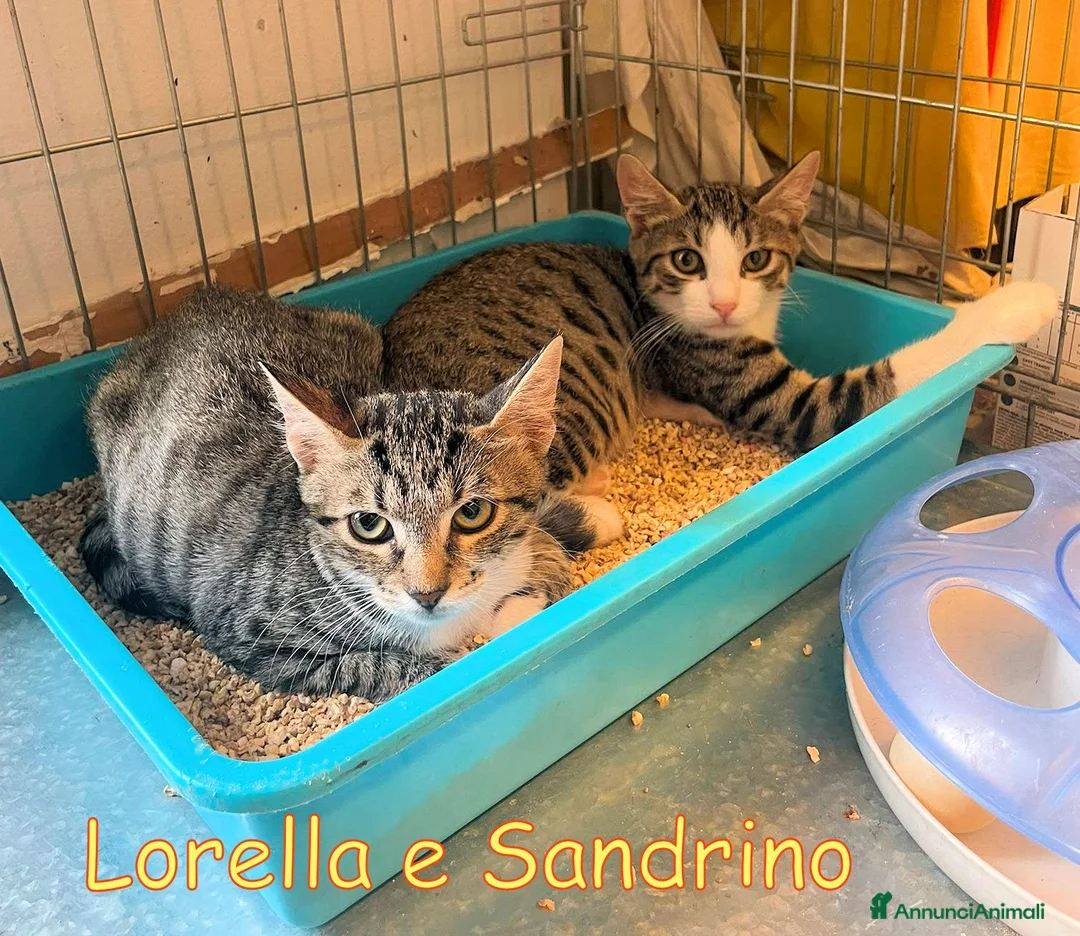 Europeo gatti in regalo: LORELLA E SANDRINO - Annuncio 1