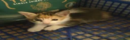 Europeo gatti in regalo: Gattine tricolori - Annuncio 5