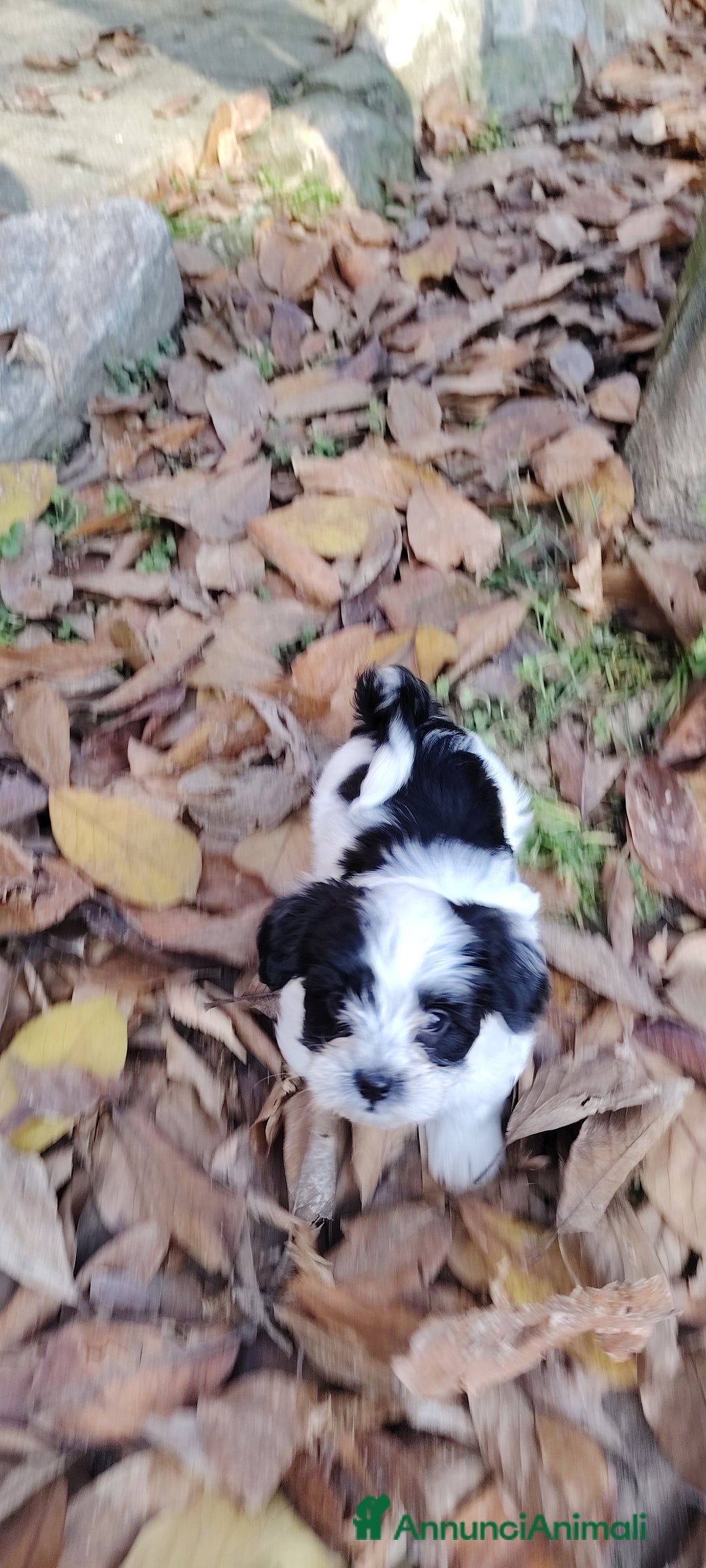 Meticcio cani in vendita: 2 femmine e 2 maschi - Annuncio 2