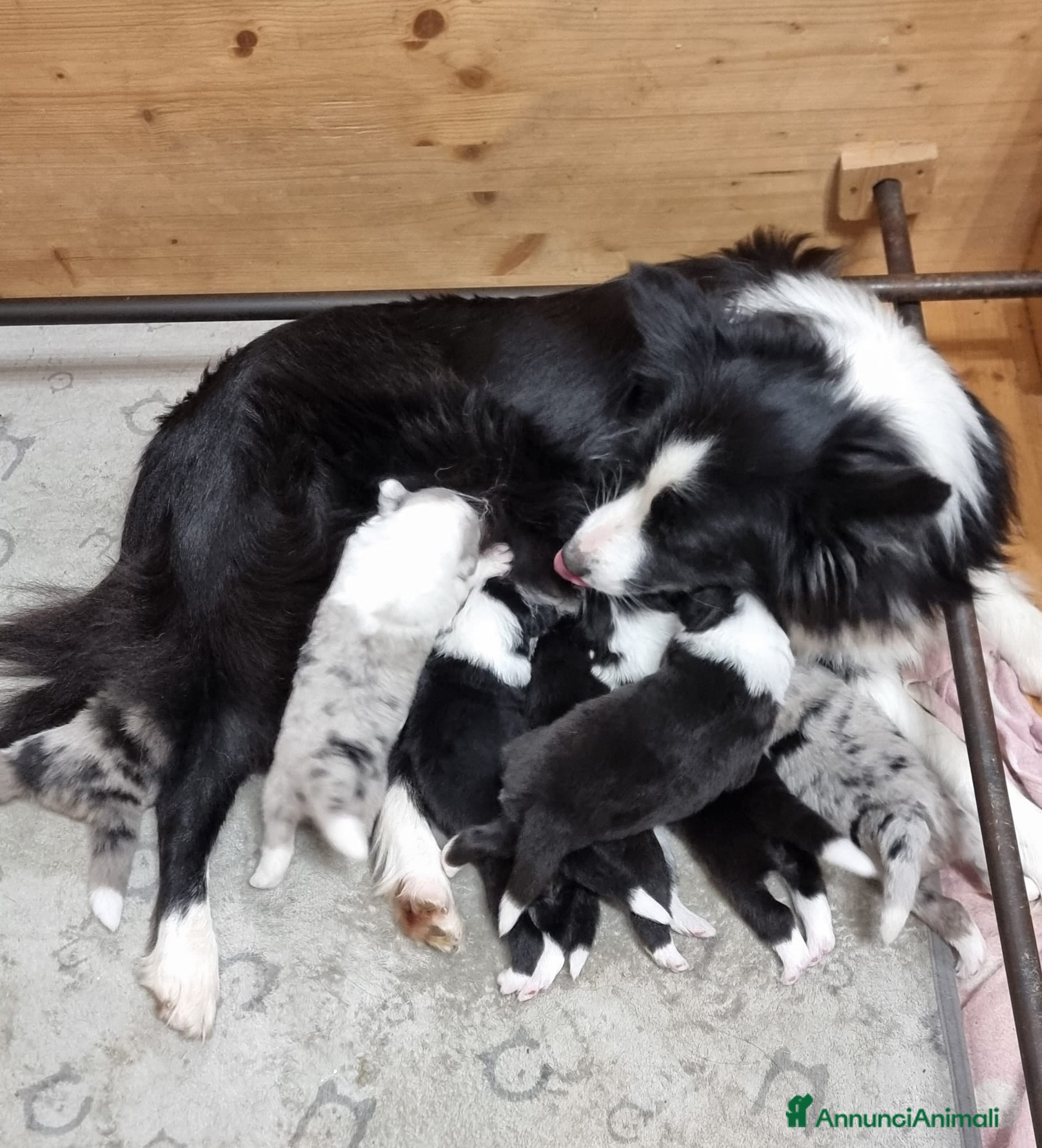 Border Collie cani Ultimi 3 border collie  - Annuncio 17