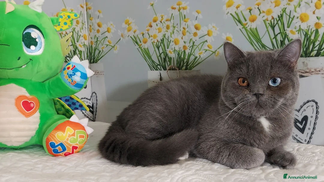 Scottish gatti in vendita: Scottish Straight impari  - Annuncio 5