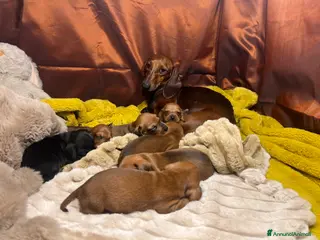 Bassotto cani Cuccioli bassotto tedesco pelo corto - Annuncio 2