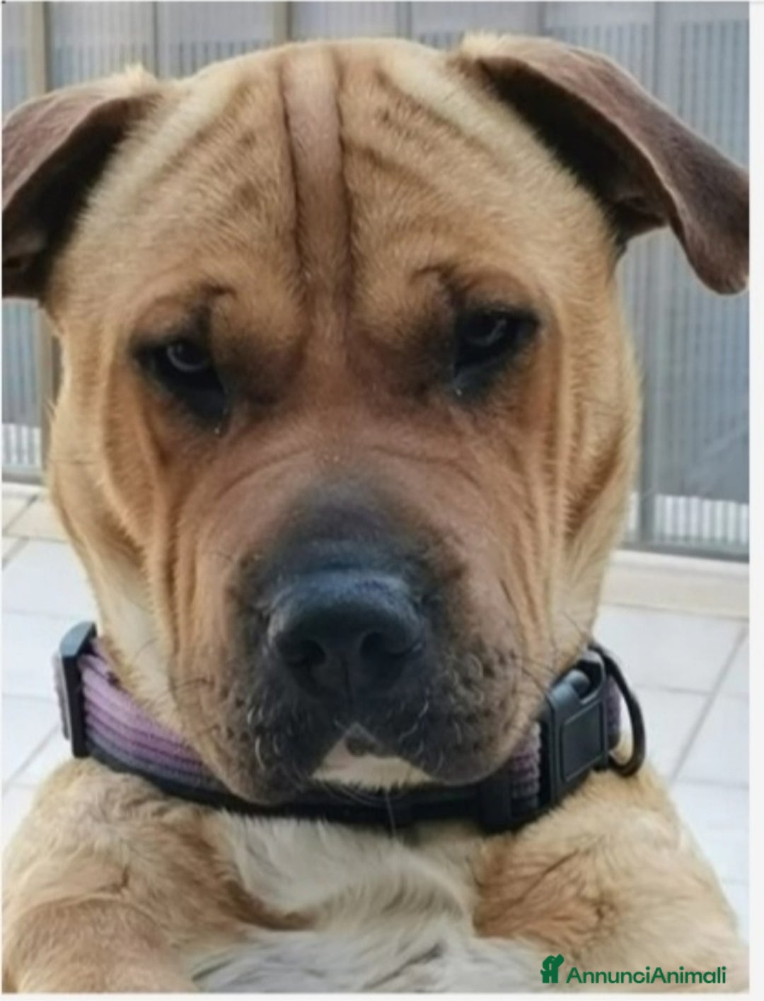 Meticcio cani in regalo: Simil Sharpei adulta aspetta da tanto PALERMO  a Città metropolitana di Milano - Annuncio 2
