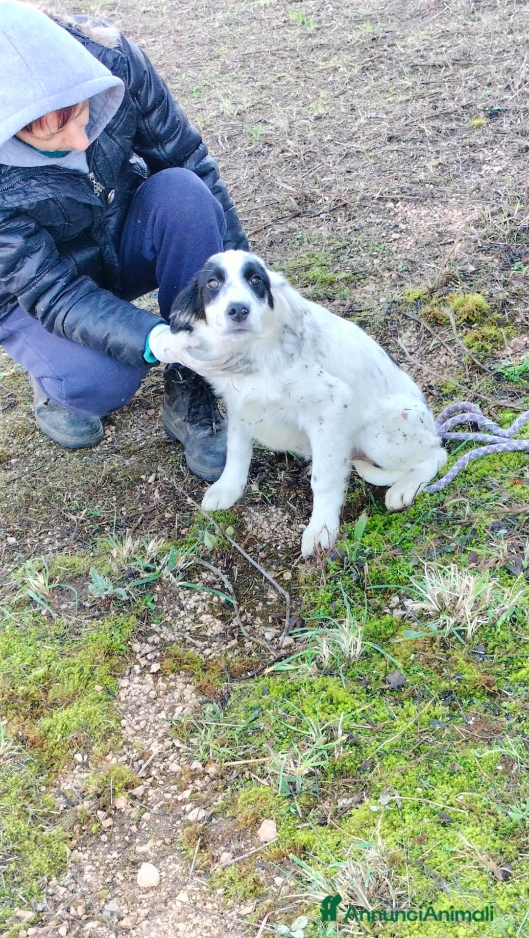 Meticcio cani in regalo: ALISIA - Annuncio 14