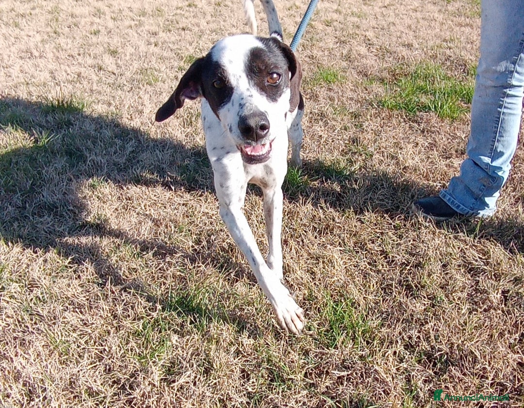 Pointer cani in regalo: Cha Cha Cha la mini pointer tutta energia a Provincia di Latina - Annuncio 1