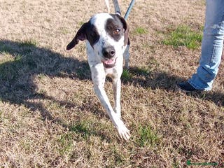 Pointer cani Cha Cha Cha la mini pointer tutta energia a Provincia di Latina - Annuncio 6