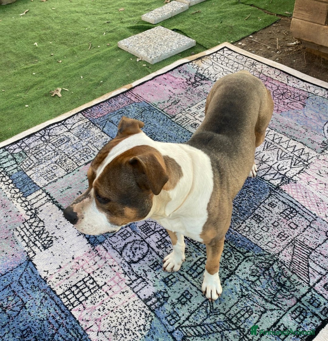 American Bully cani in regalo: American Bully di 3 anni - Annuncio 2