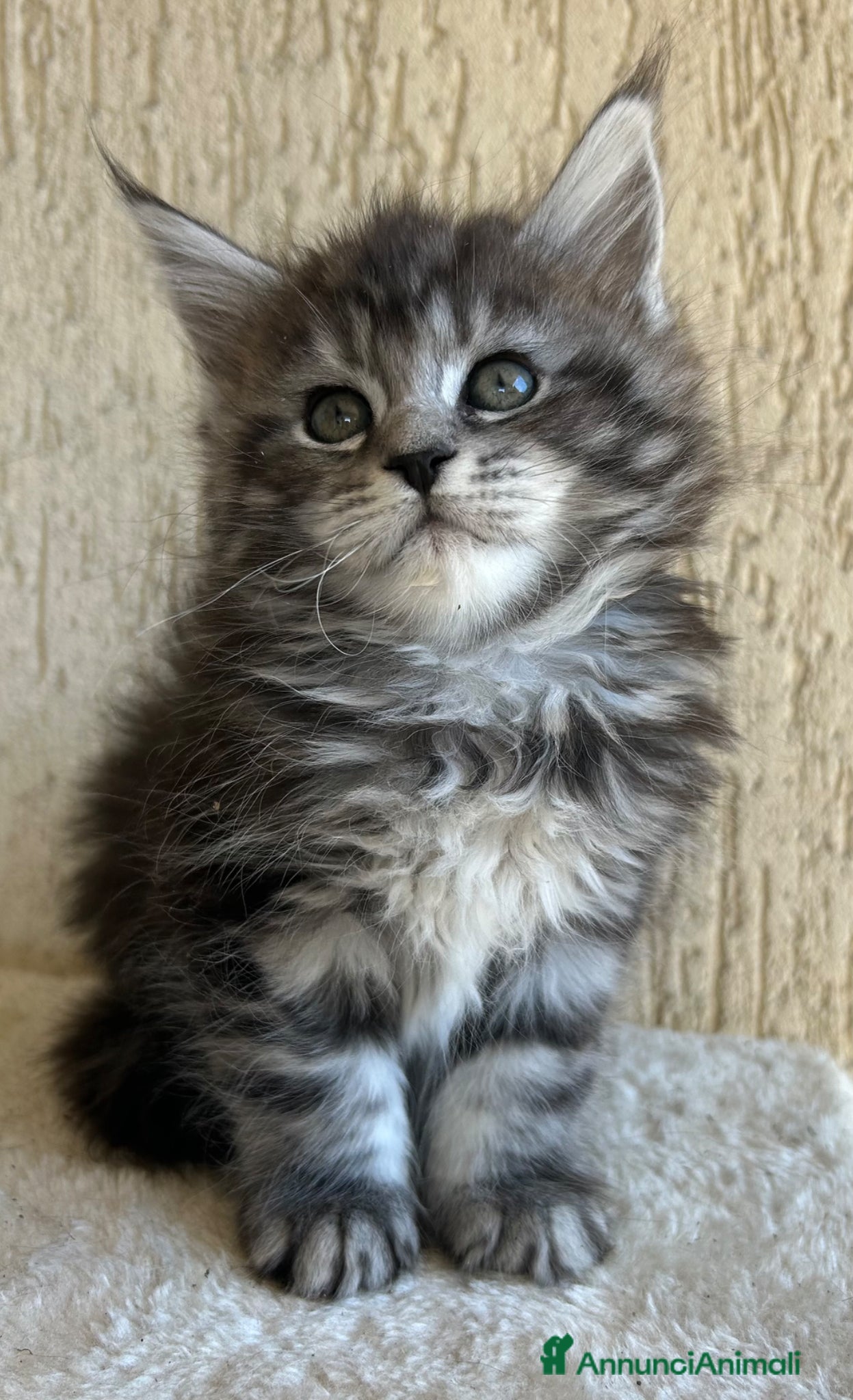 Maine Coon gatti Maine Coon  - Annuncio 2