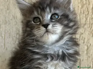 Maine Coon gatti Maine Coon - Annuncio 28