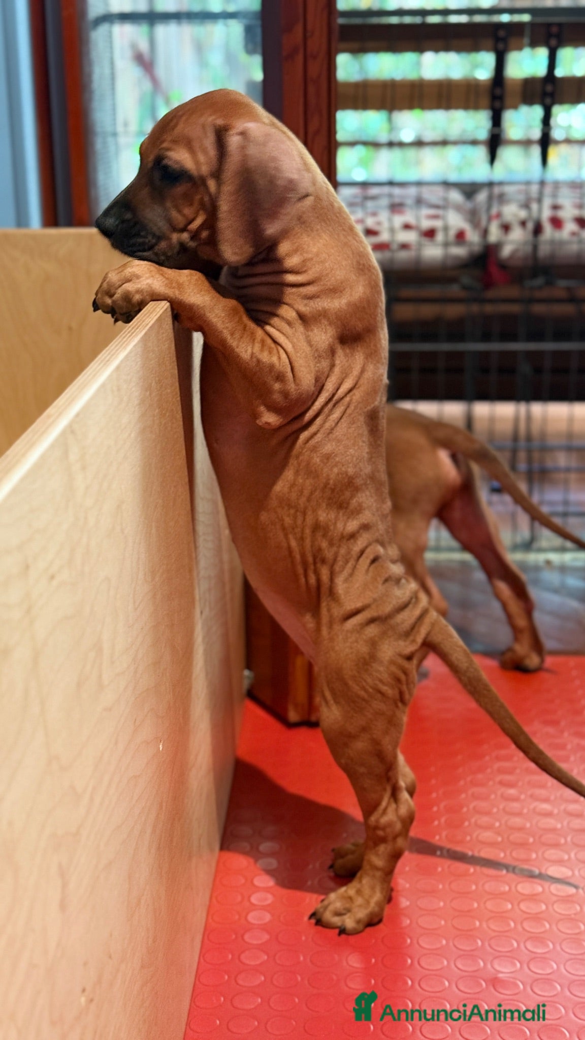 Rhodesian Ridgeback cani Wid Gees Litter - Rhodesian Ridgeback ENCI  - Annuncio 2