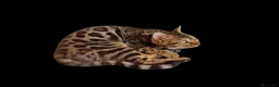 Bengala gatti in vendita: Splendida gattina Bengala  - Annuncio 4