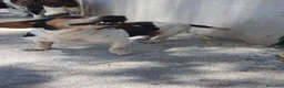Beagle cani in regalo: Camilla, Beagle femmina in canile - Annuncio 2