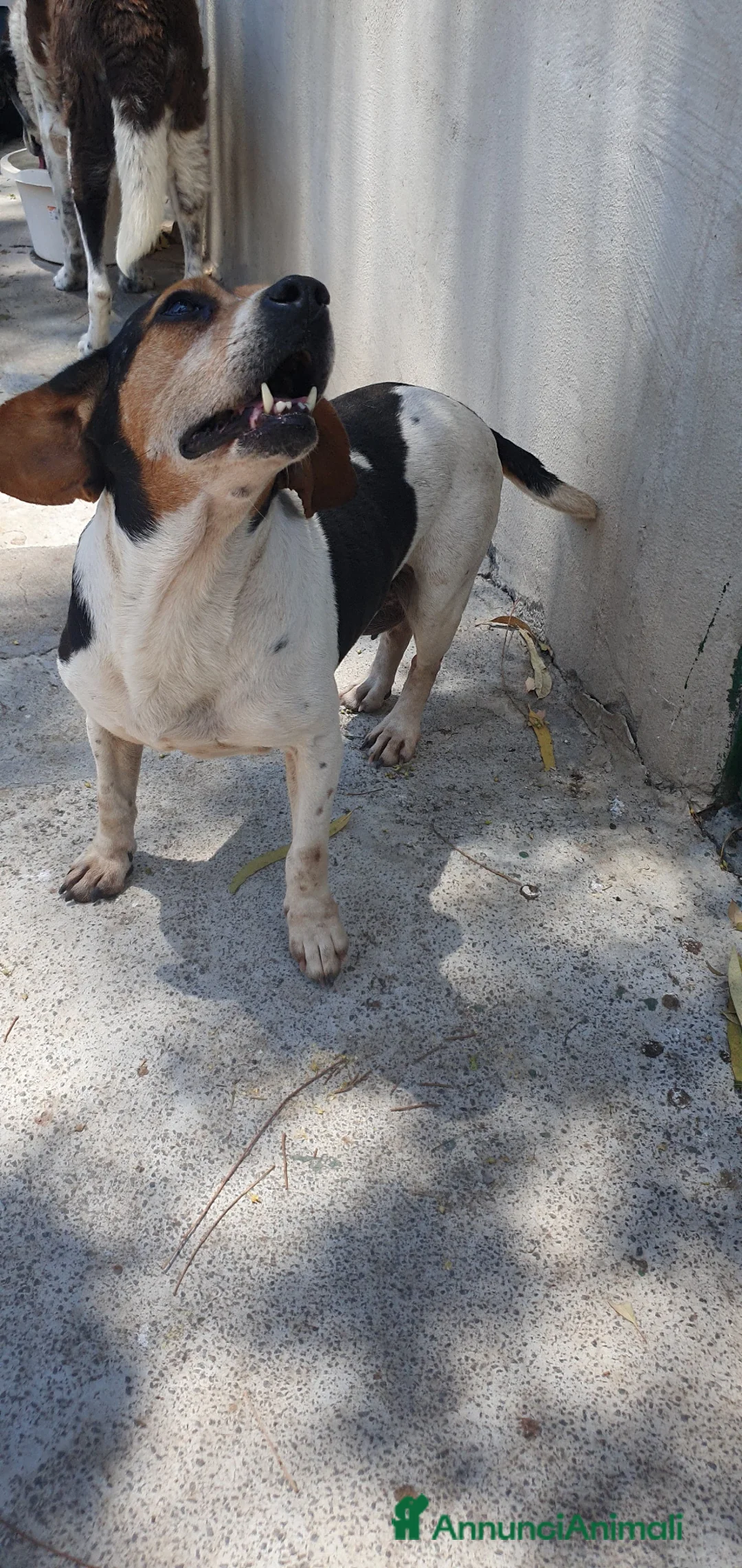 Beagle cani in regalo: Camilla, Beagle femmina in canile - Annuncio 2