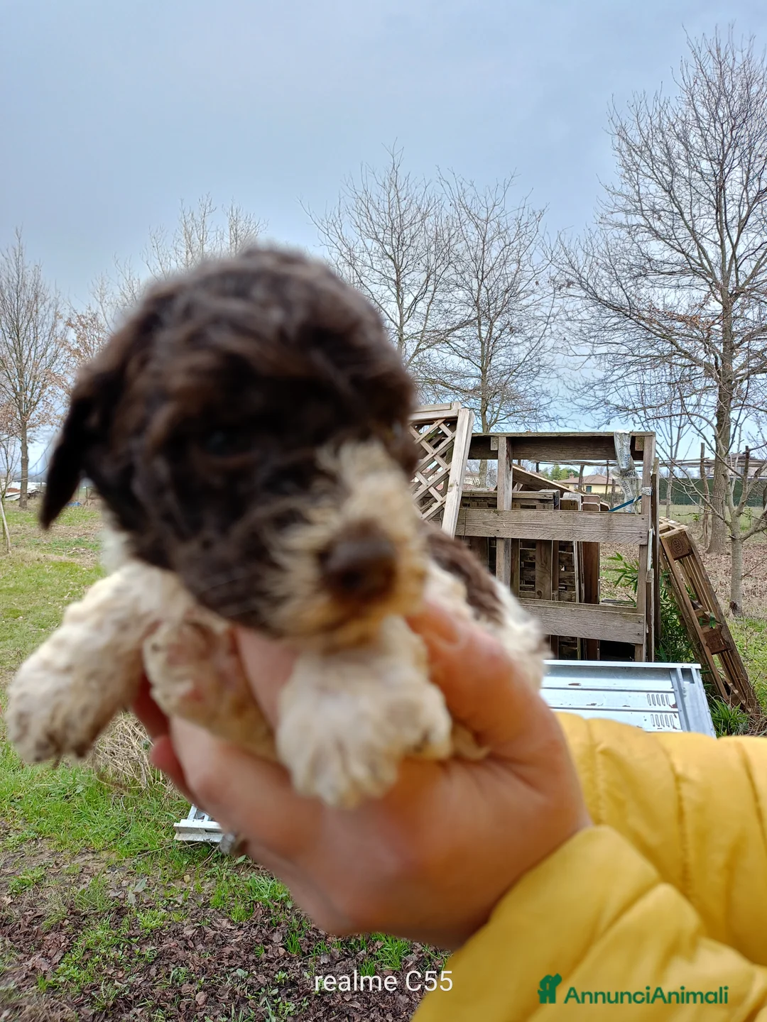 Lagotto cani in vendita: Vendo Lagotto romagnoli - Annuncio 5