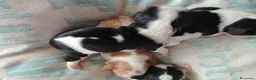 Cavalier King cani in vendita: Cavalier king con pedigree enci  a Provincia di Sondrio - Annuncio 15