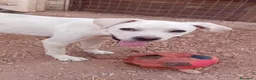 Meticcio cani in regalo: greta  - Annuncio 2
