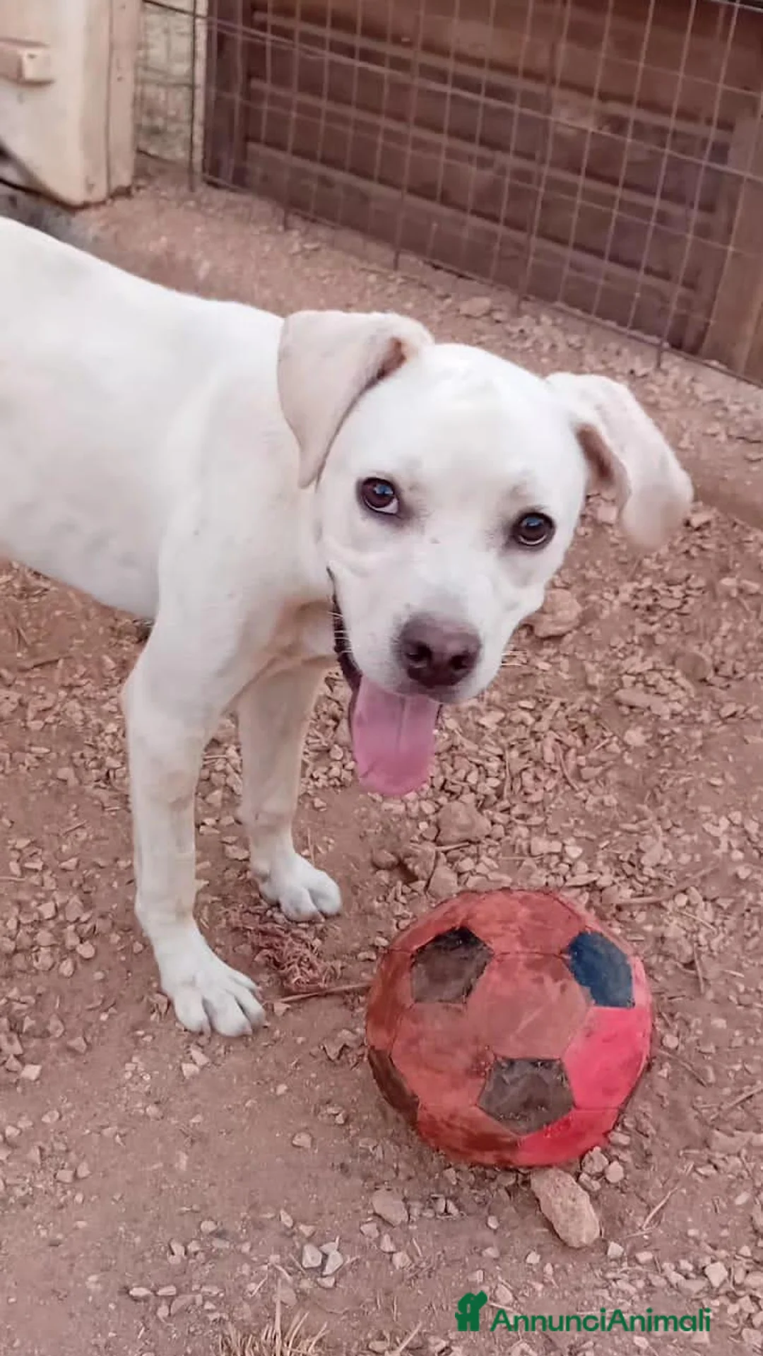 Meticcio cani in regalo: greta  - Annuncio 2