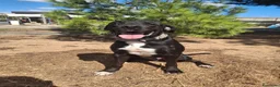 Meticcio cani in regalo: BENNY 💙  STA ANCORA ASPETTANDO LA SUA CASA a Provincia di Pesaro e Urbino - Annuncio 6
