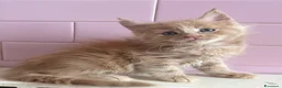 Maine Coon gatti in vendita: Maine Coon cuccioli a Provincia di Ferrara - Annuncio 7