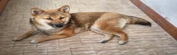 Shiba Inu cani in vendita: Shiba Inu femmina - Annuncio 3