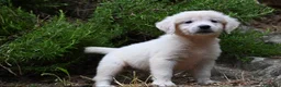 Golden Retriever cani in vendita: Golden retriever  - Annuncio 4