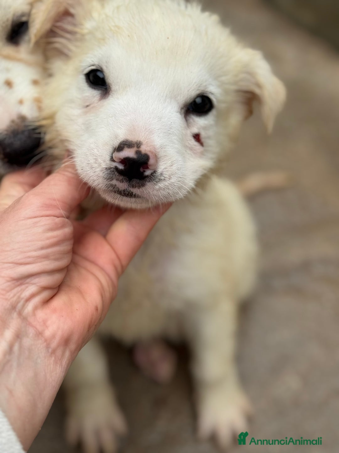 Meticcio cani in regalo: Samurai cucciolo taglia media - Annuncio 5