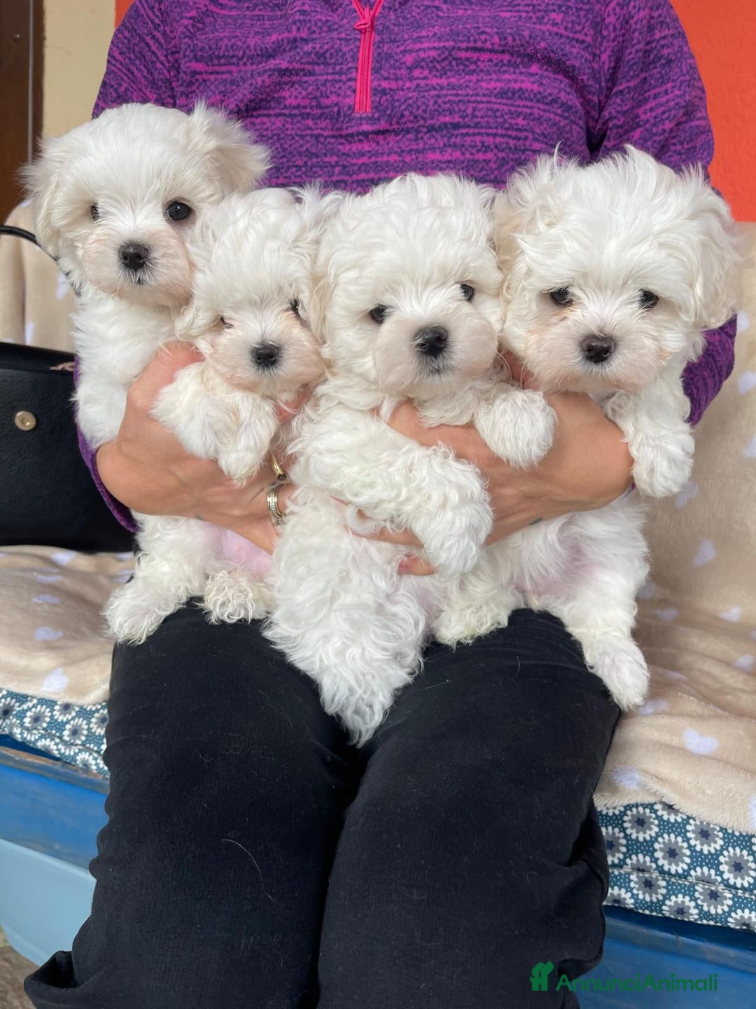 Maltese cani in vendita: Cuccioli di maltese con pedigree ENCI  - Annuncio 4