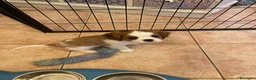 Cavalier King cani in vendita: Cavalier King CS con Pedigree - Annuncio 5