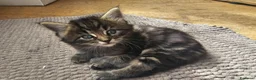 Maine Coon gatti in vendita: Bellissimi cuccioli di Maine Coon - Annuncio 12
