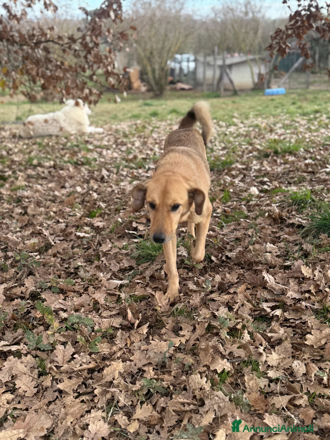 Meticcio cani in regalo: Alessandra - Annuncio 4