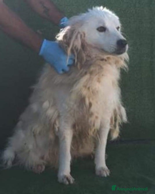 Meticcio cani Entrato in canile nel 2015 MAI USCITO DA LÌ! CALAB a Città Metropolitana di Milano - Annuncio 23