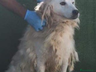 Meticcio cani Entrato in canile nel 2015 MAI USCITO DA LÌ! CALAB a Città Metropolitana di Milano - Annuncio 17