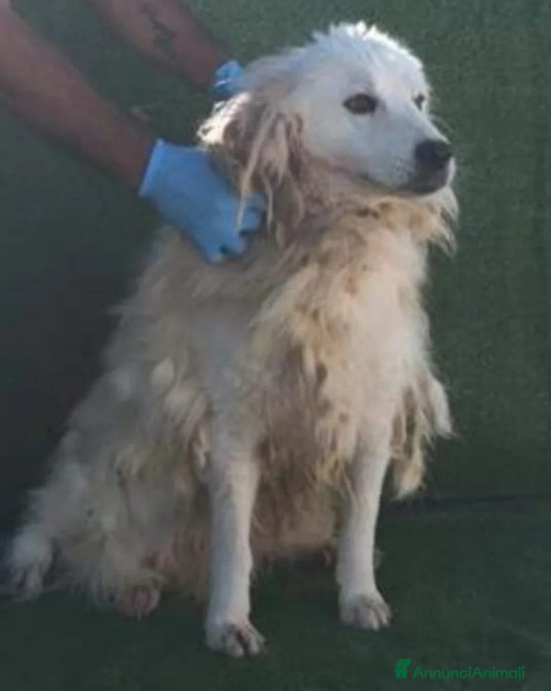 Meticcio cani in regalo: Entrato in canile nel 2015 MAI USCITO DA LÌ! CALAB a Città Metropolitana di Milano - Annuncio 1